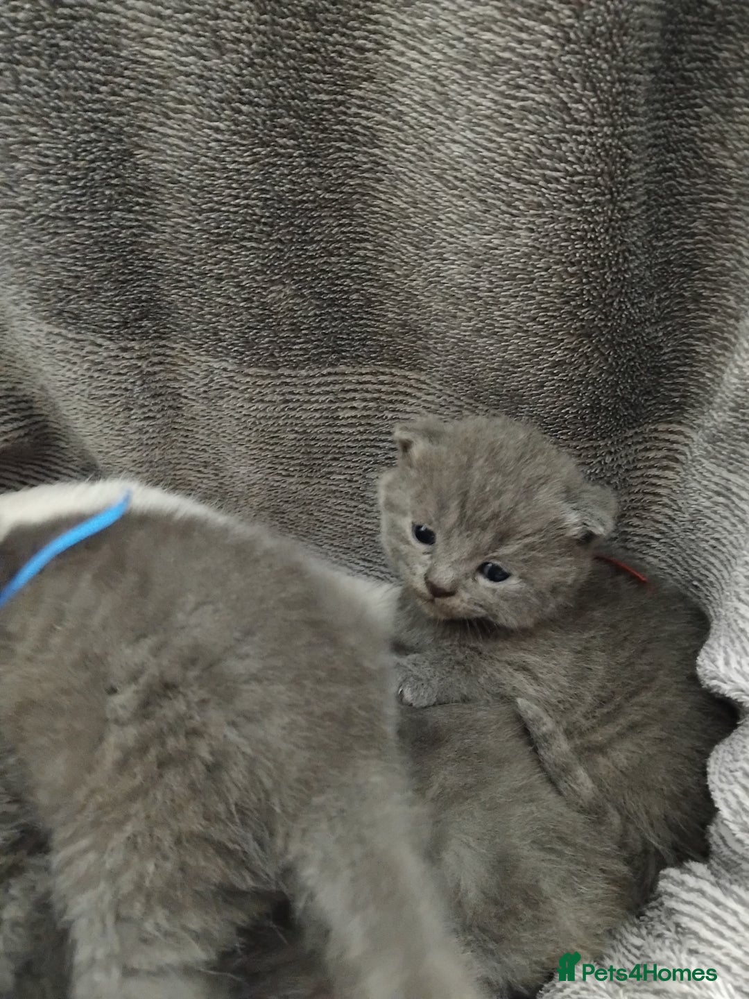 British Shorthair cats for sale: Blue British sorthair kittens available - Image 5
