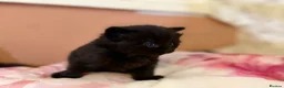 British Longhair cats for sale: Beautiful British long-haired kittens - Advert 3