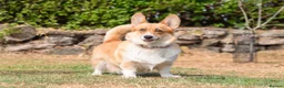 Welsh Corgi Pembroke dogs for sale: Show quality Pembrokeshire corgi READY NOW!!! - Advert 9