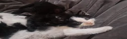 Mixed Breed cats for sale: 5 beautiful kittens  - Advert 5