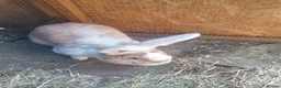 Continental Giant rabbits for sale: 2 Male continental giants  - Advert 5