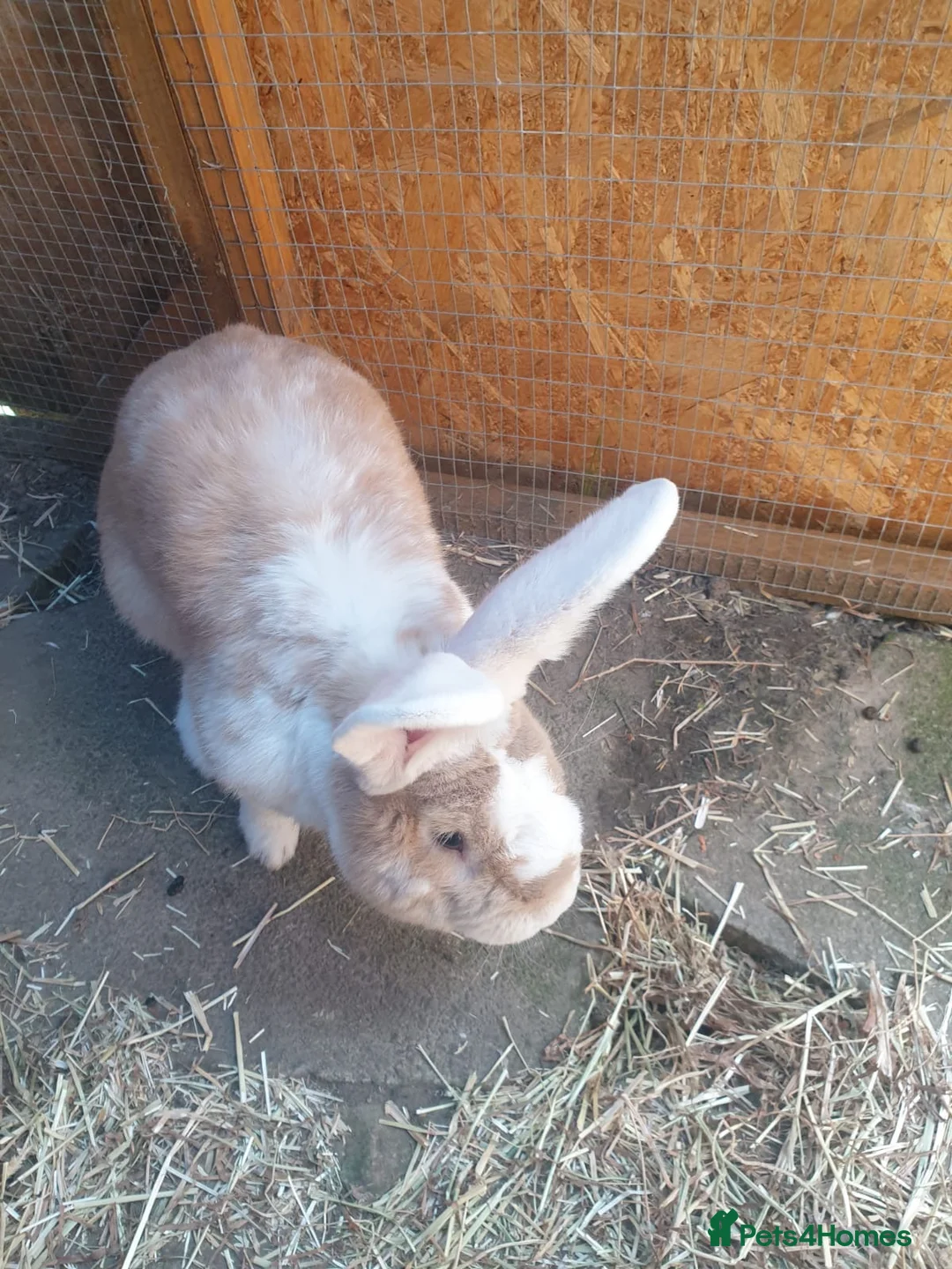Continental Giant rabbits for sale: 2 Male continental giants  - Advert 5