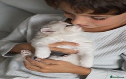 Ragdoll cats for sale: NEW LITTER of Blue BiColour And Lynx kittens - Image 19