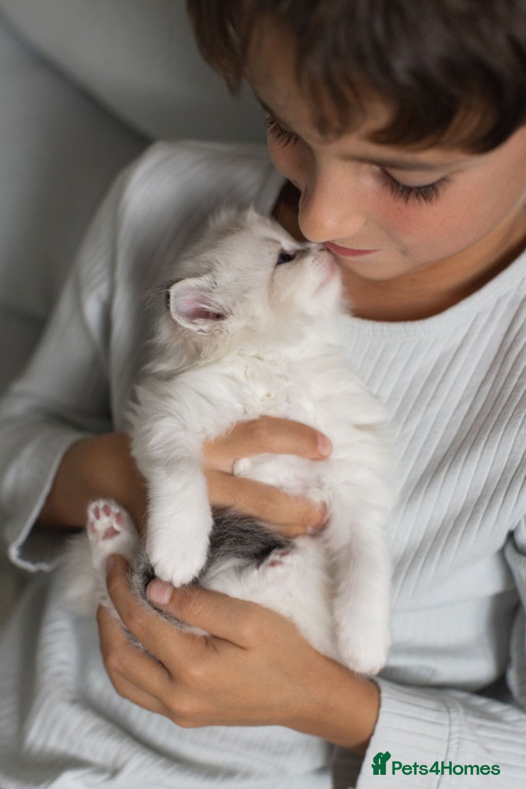 Ragdoll cats for sale: NEW LITTER of Blue BiColour And Lynx kittens - Image 19