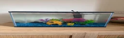 Fancy Goldfish fish for sale: Fish and Tank in Stamford - Advert 2