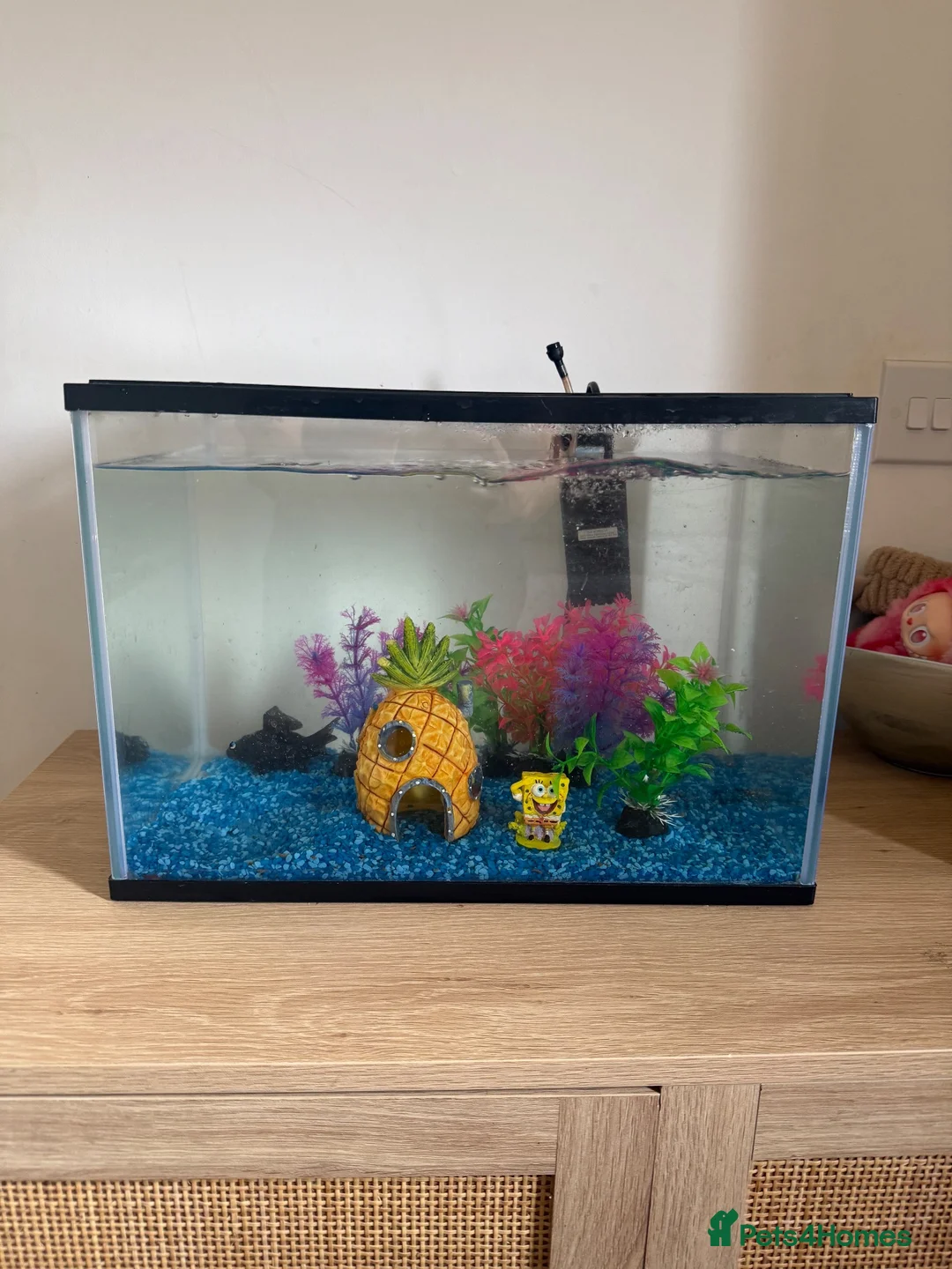 Fancy Goldfish fish for sale: Fish and Tank in Stamford - Advert 2
