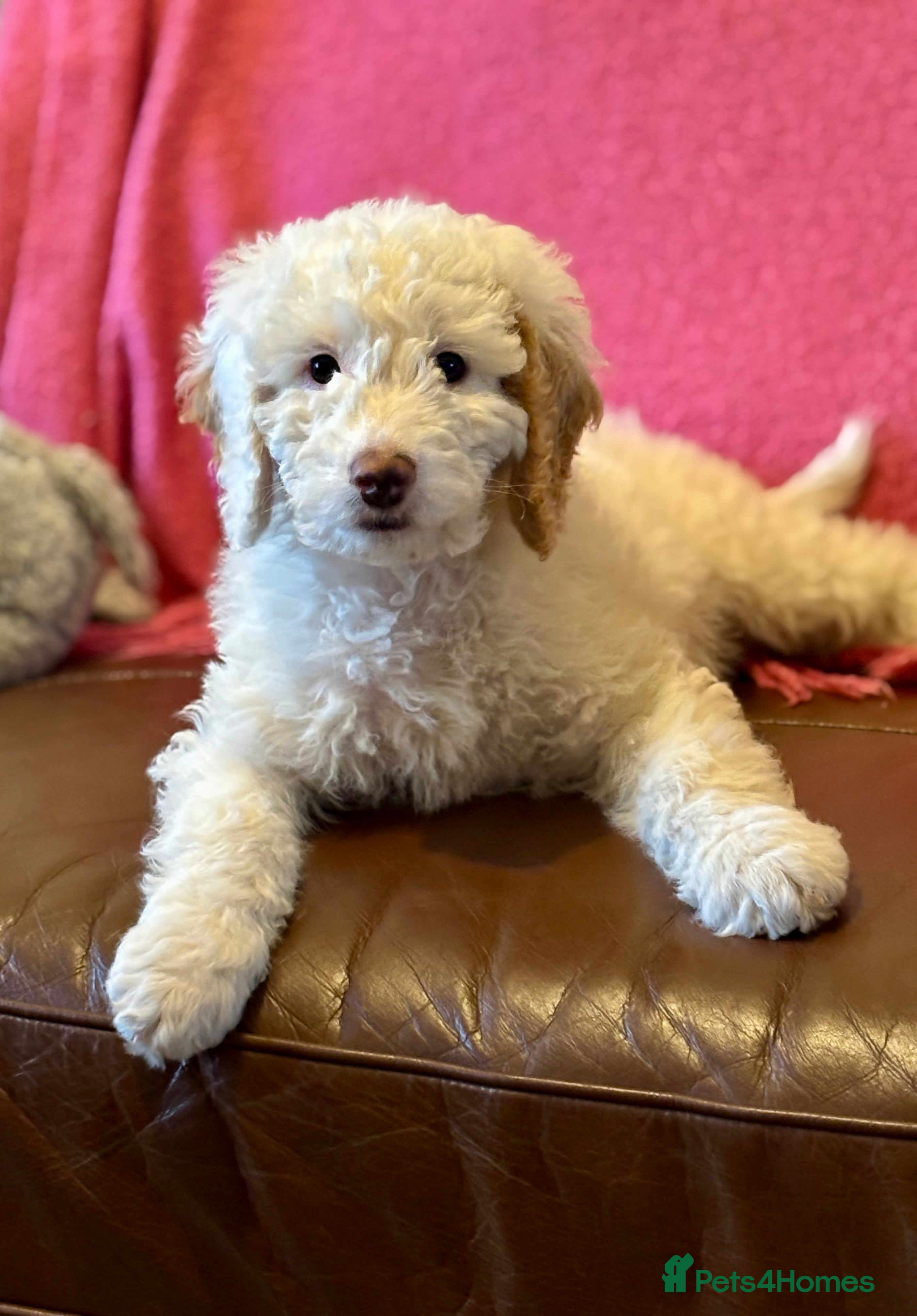 Australian Labradoodle dogs Exceptionally bred for Health! Temperament! Looks! - Advert 12