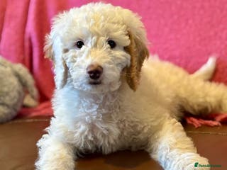 Australian Labradoodle dogs Exceptionally bred for Health! Temperament! Looks! - Advert 16