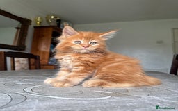 Maine Coon cats for sale: LARGE MAINE COON KITTENS - Image 3