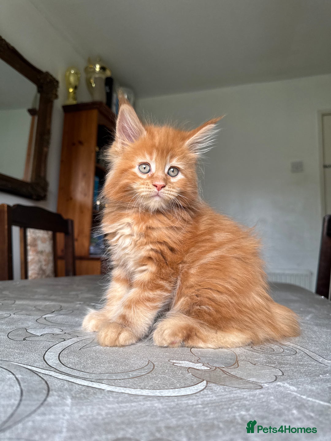 Maine Coon cats for sale: LARGE MAINE COON KITTENS - Image 3