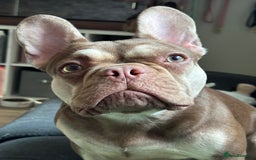 French Bulldog dogs for sale: QUALITY FRENCH BULLDOG PUPPIES - Advert 29