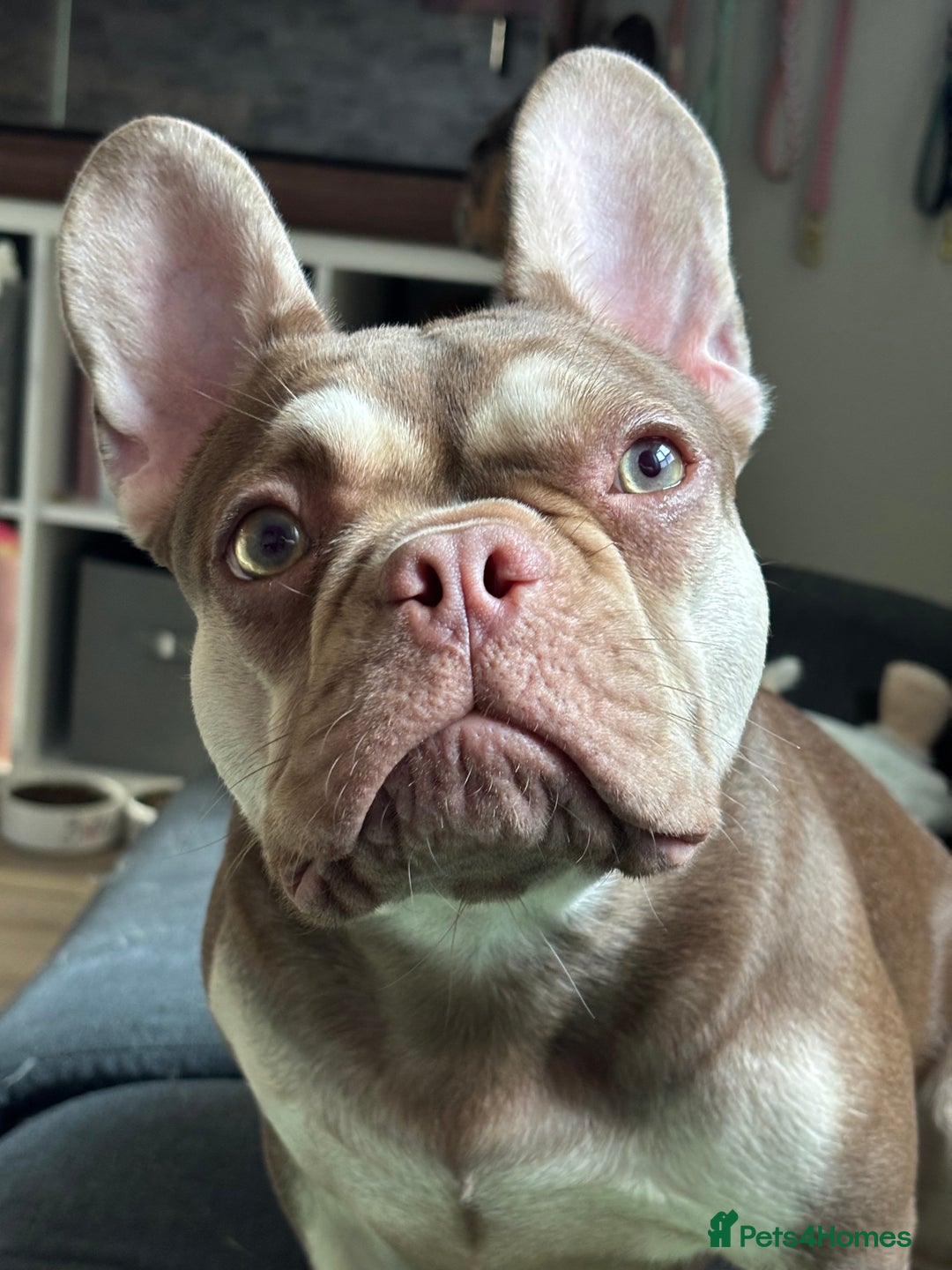 French Bulldog dogs for sale: QUALITY FRENCH BULLDOG PUPPIES - Advert 29