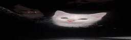 Siamese cats for sale: 5 beautiful kittens  - Advert 2