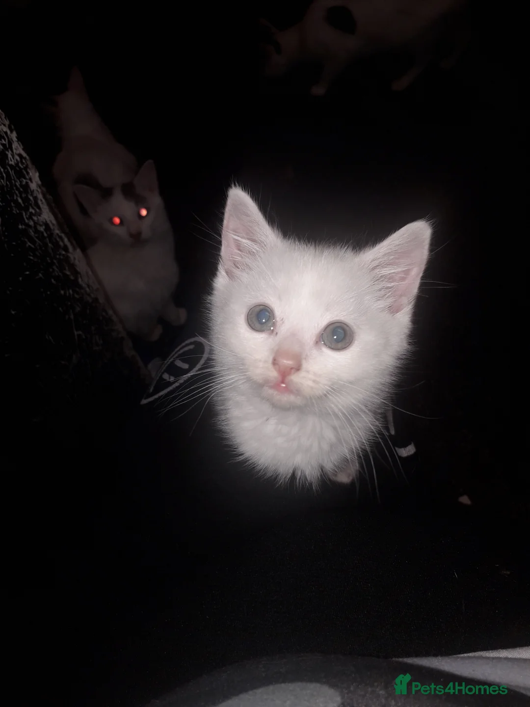 Siamese cats for sale: 5 beautiful kittens  - Advert 2