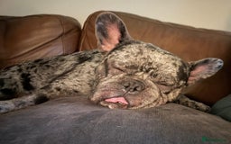 French Bulldog dogs for sale: French bulldog  - Image 3