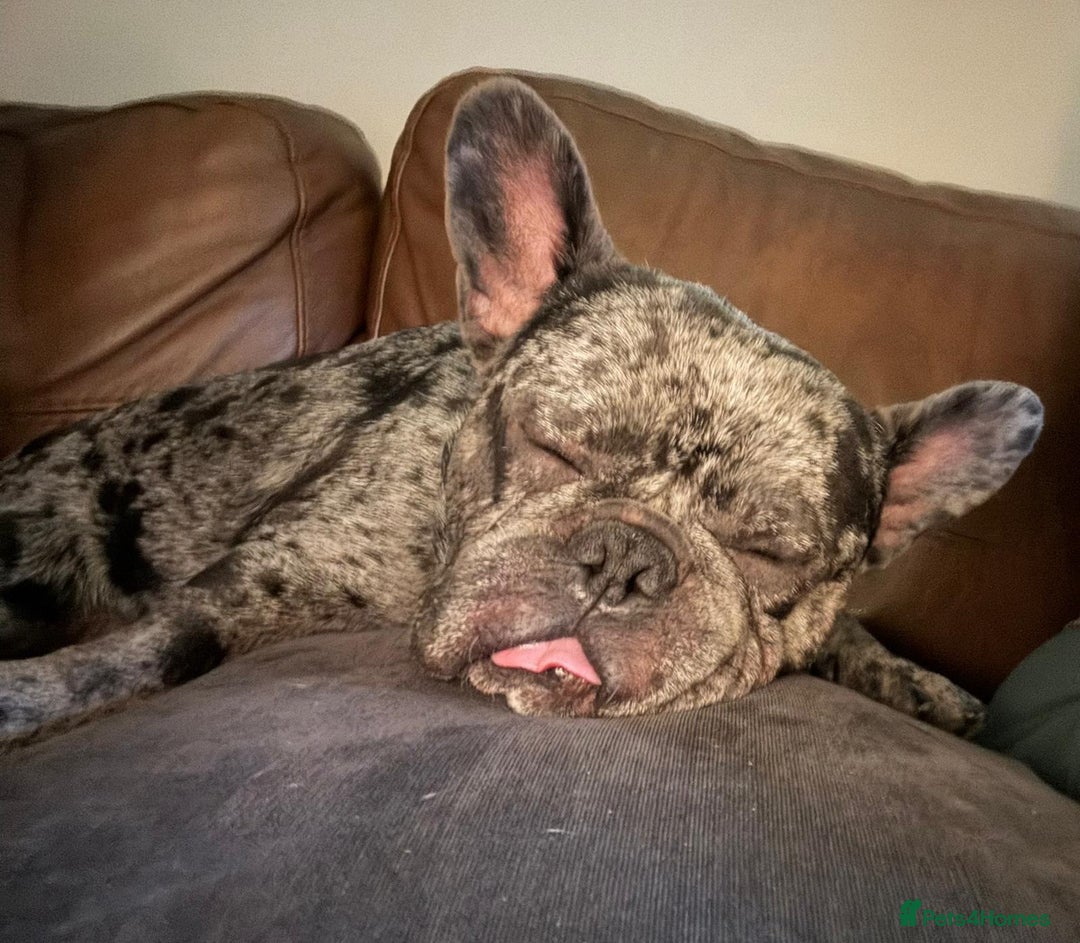 French Bulldog dogs for sale: French bulldog  - Image 3