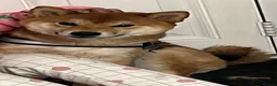 Japanese Shiba Inu dogs for sale: Little of Japanese Shiba inu - Advert 4