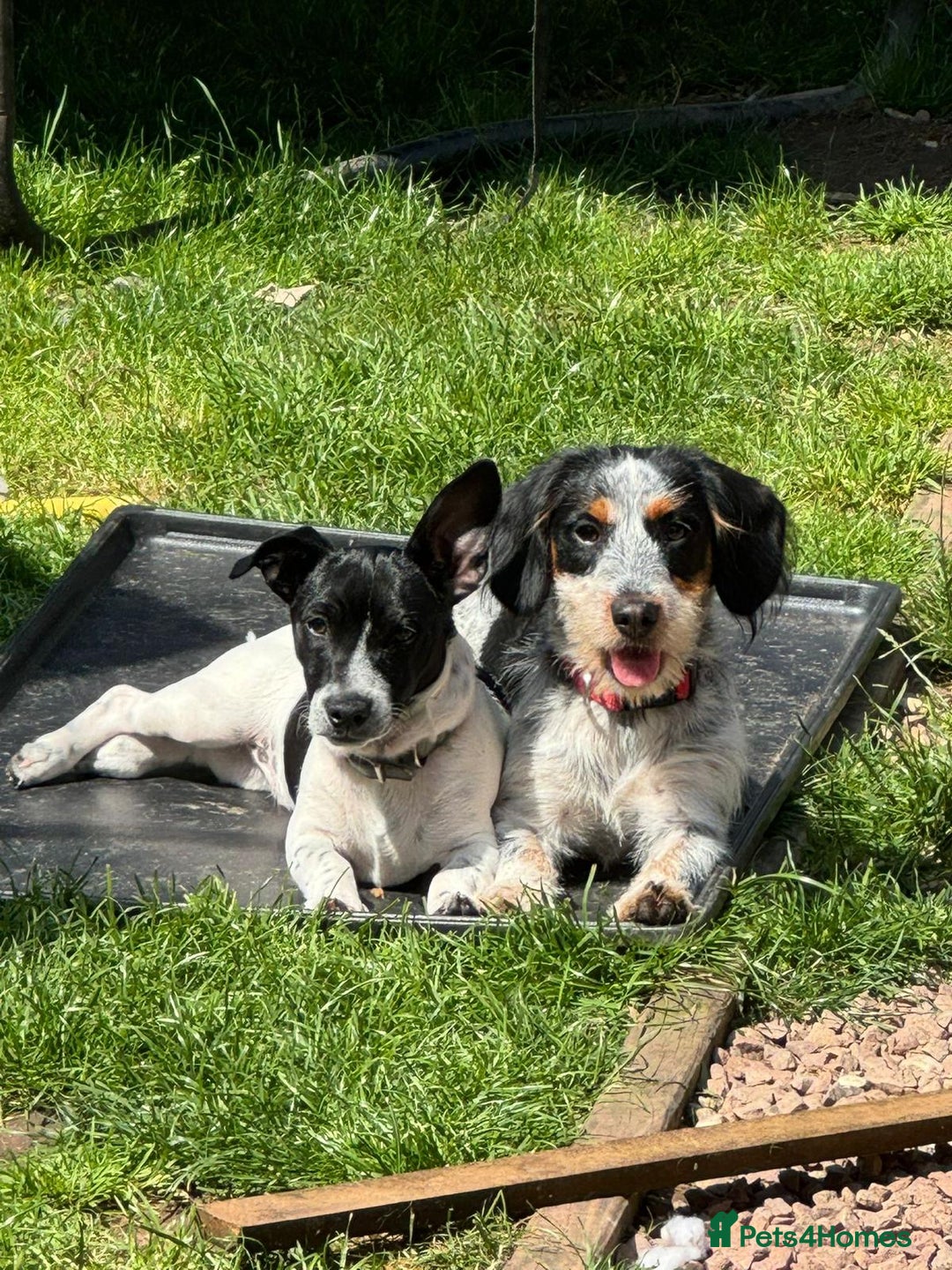 Mixed Breed dogs for sale: cavalier king charles X jack russell puppies  - Advert 2