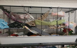 Rat rodents for sale: Beautiful pair of female rats - Advert 8