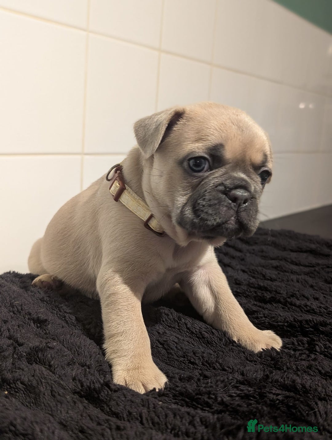 French Bulldog dogs for sale: 6 lovely French bulldog puppies  - Advert 9