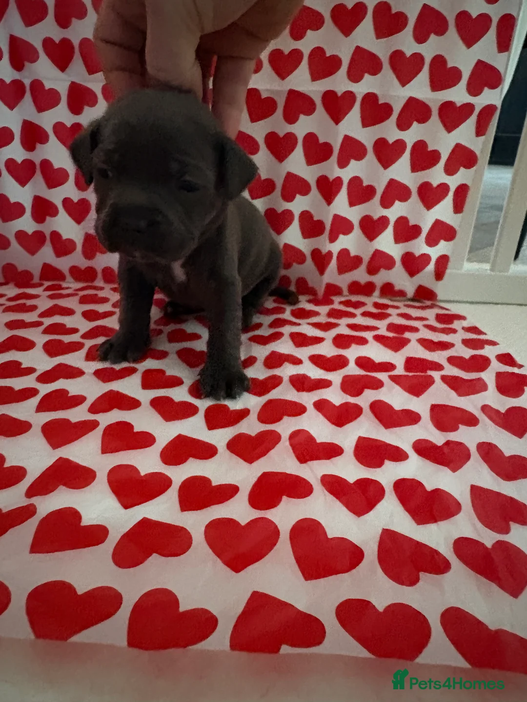 Staffordshire Bull Terrier dogs for sale: Blue staffy puppies, kent - Advert 15