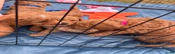 Cavapoochon dogs for sale: Miniature Cavapoochon Puppies for Sale - Advert 18