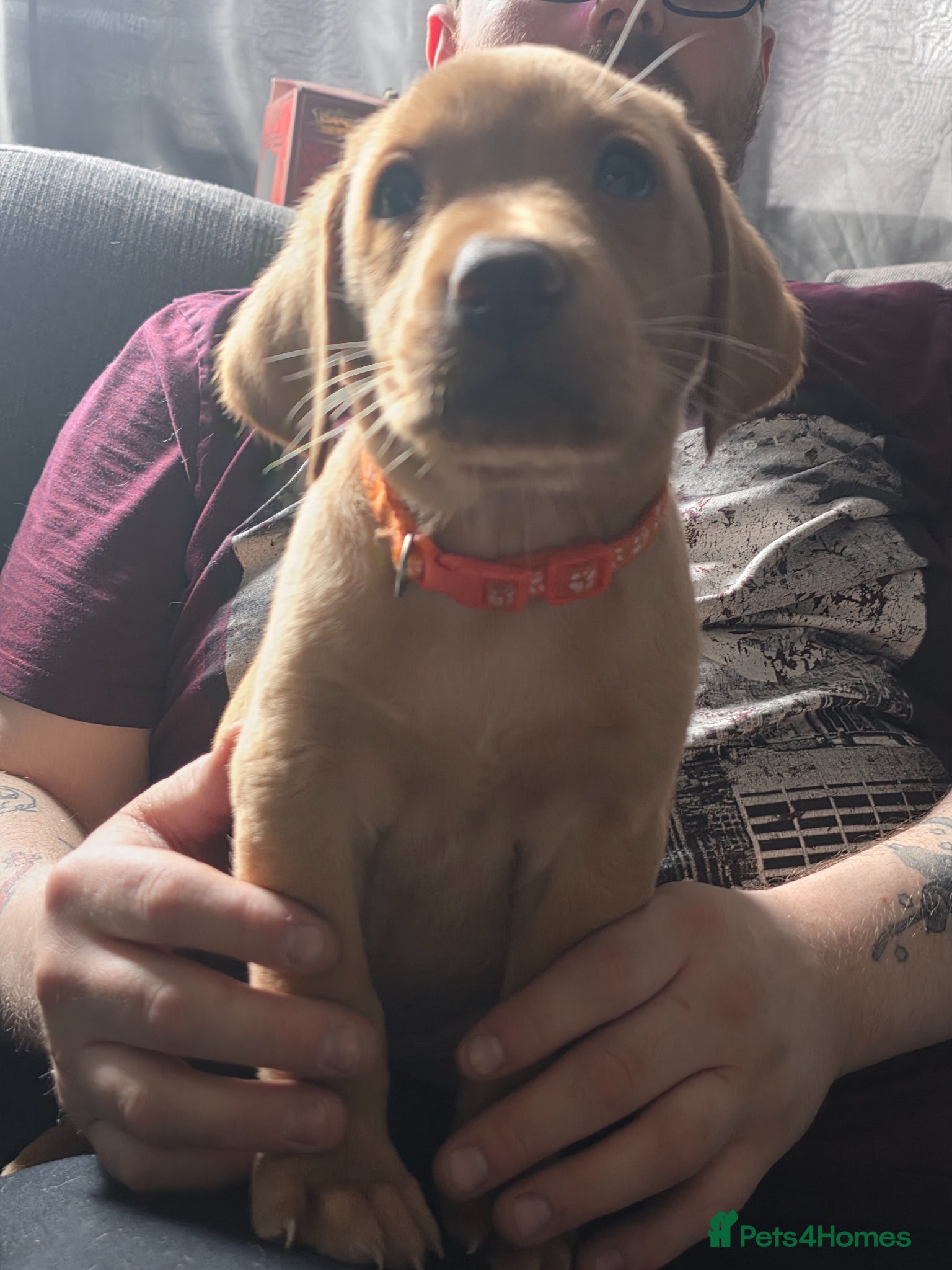 Labrador Retriever dogs for sale: 2 Non KC Labrador puppies in Withernsea - Advert 11