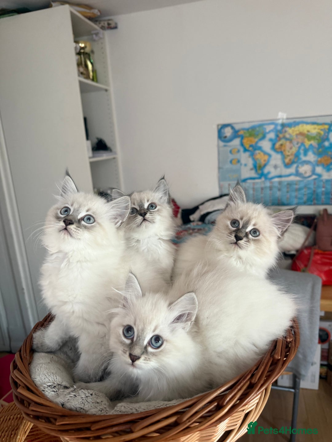 Siberian cats for sale: Hypoallergenic Siberian Neva Masquerade kittens - Advert 5