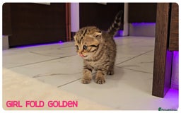 Scottish Fold cats for sale: Scottish Fold Kittens (Delivery available) - Image 14