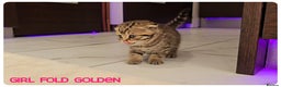 Scottish Fold cats for sale: Scottish Fold Kittens - Advert 5