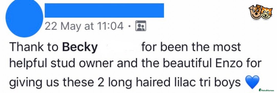 Chihuahua dogs for stud: KC Lilac Tri Long Coat Chihuahua Well Proven Stud in Washington - Advert 19