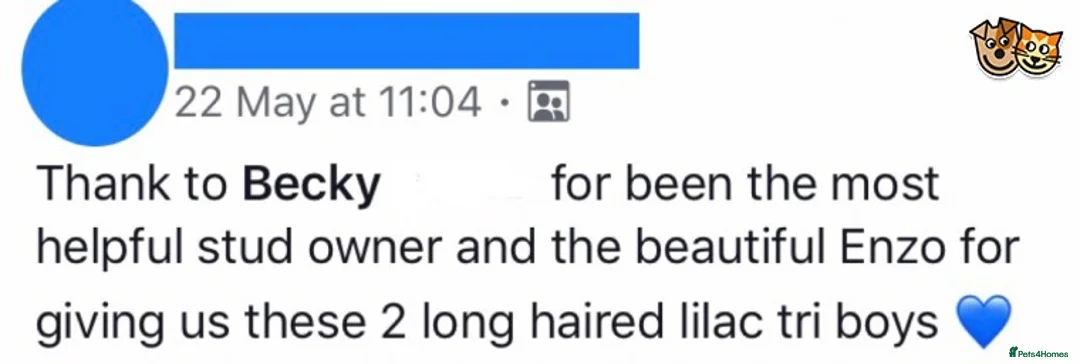 Chihuahua dogs for stud: KC Lilac Tri Long Coat Chihuahua Well Proven Stud in Washington - Advert 11