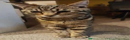 Domestic Shorthair cats for sale: 🐱 Milo is Looking for His Forever Home 🐱 - Advert 3
