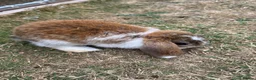 Mini Lop rabbits for sale: Mixed Mini Lop Rabbits - Advert 3