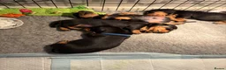 Dachshund dogs for sale: Dachunds puppies in Droitwich - Advert 14