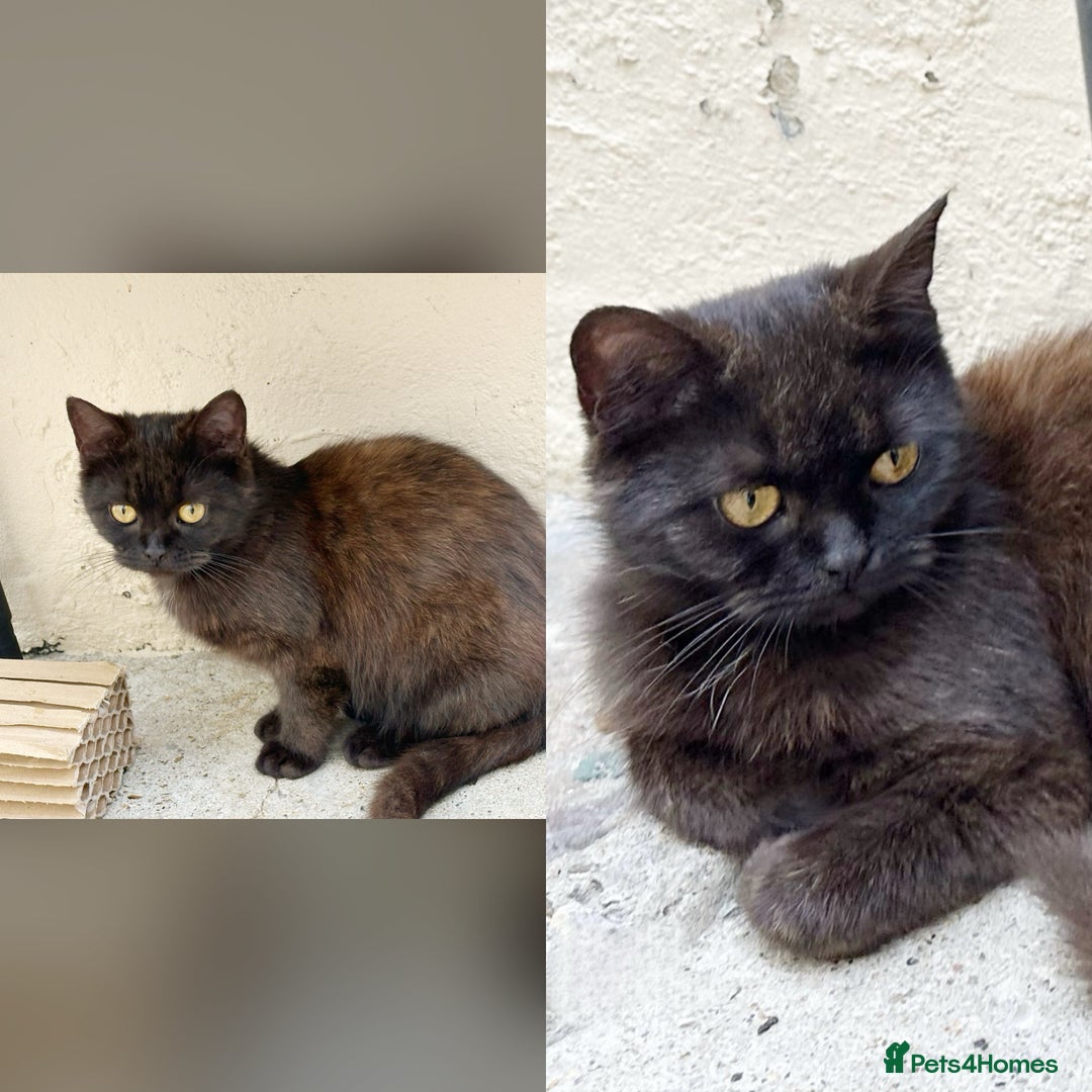 British Shorthair cats for sale: Dark Choco Tortie BSH - Image 2