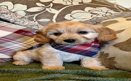 Cavapoo dogs for sale: F1 Golden Cavapoos 5 star full health tested - Image 1