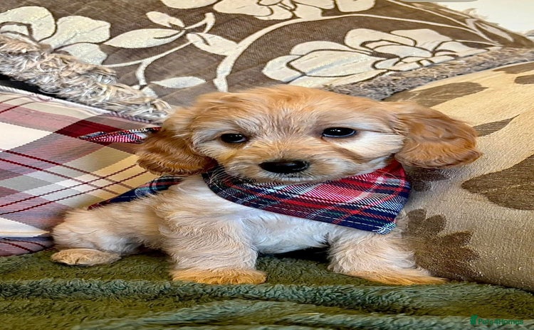 Cavapoo dogs - Advert 2