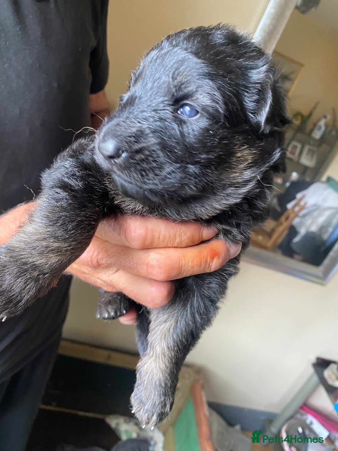 German Shepherd dogs for sale: beautiful long haired working german shepards - Image 6