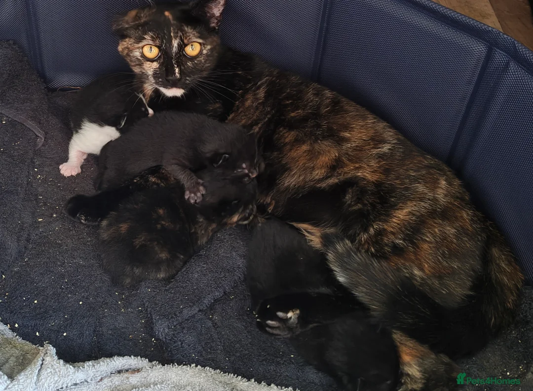 Mixed Breed cats for sale: Kittens for sale! - Advert 2