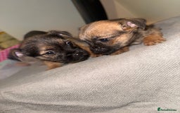 Border Terrier dogs for sale: Border terrier puppies  - Advert 4