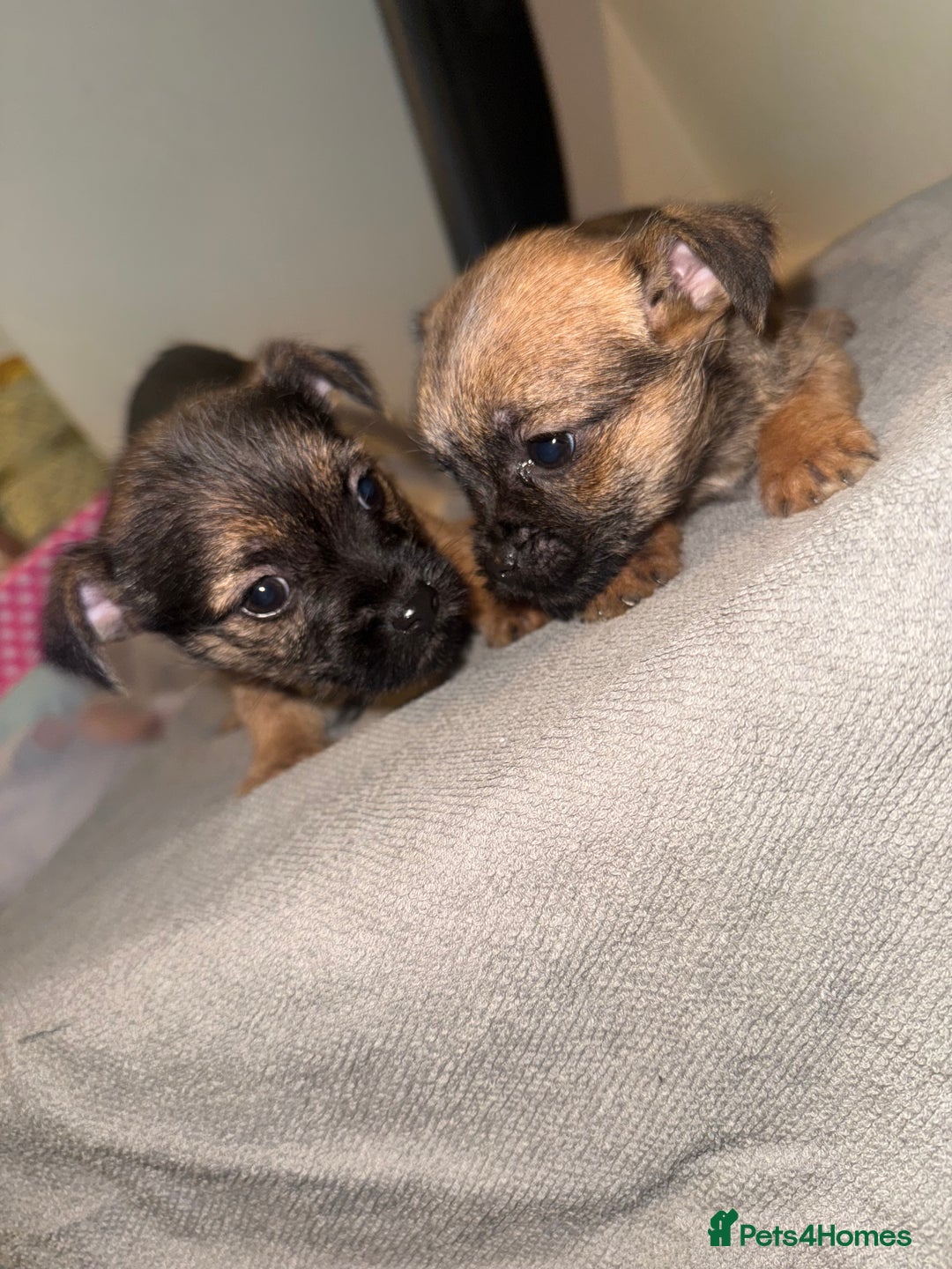 Border Terrier dogs for sale: Border terrier puppies  - Advert 4