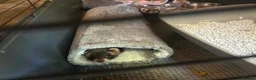 Ferret rodents for sale: Male ferret pair  - Advert 2