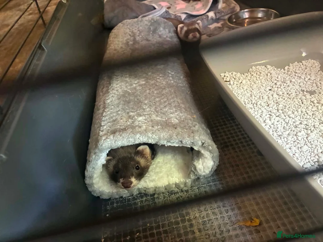 Ferret rodents for sale: Male ferret pair  - Advert 2