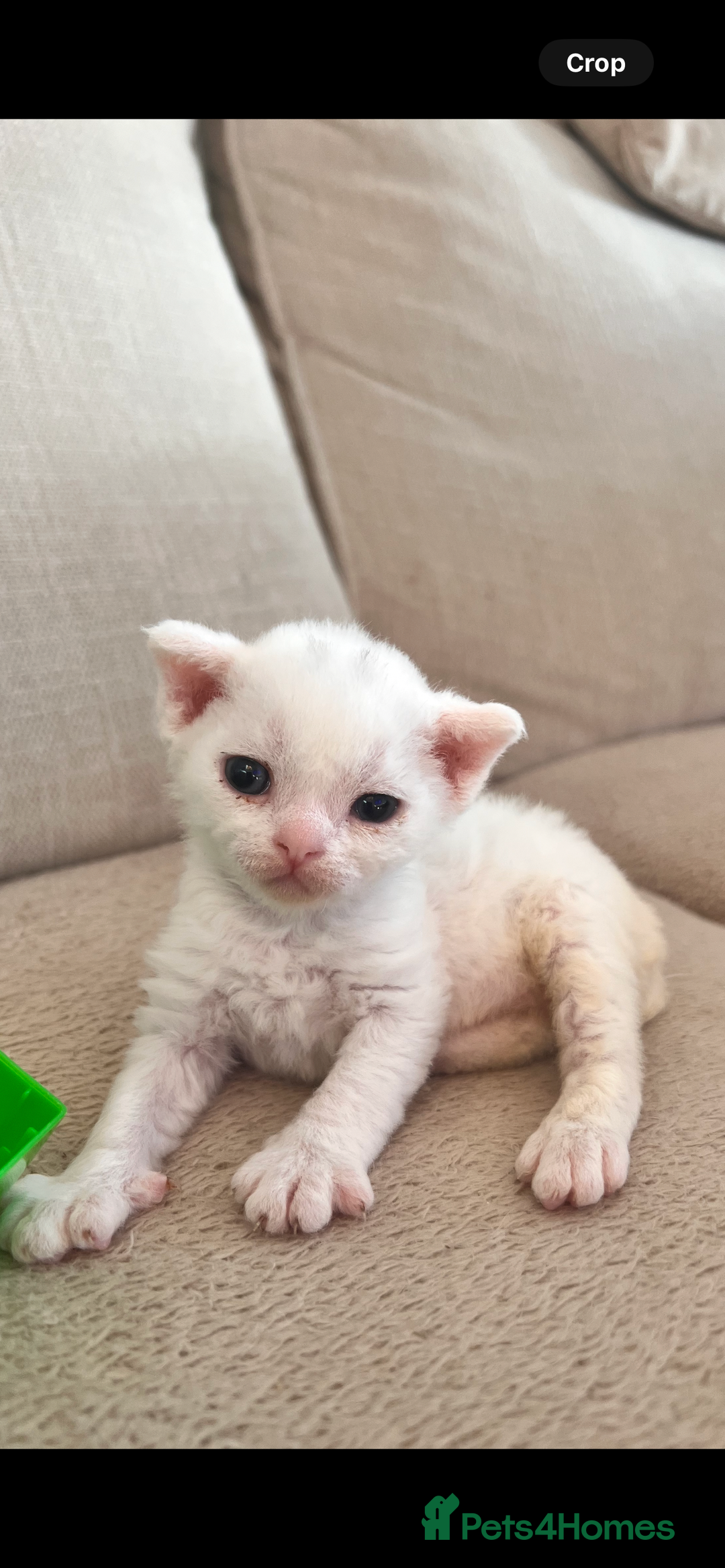 Devon Rex cats for sale: Beautiful Devon’s 1 boy 1 girl still available  - Image 8