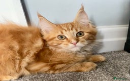 Maine Coon cats for sale: TICA reg Full Pedigree Red Tabby Maine Coon Kitten - Image 7