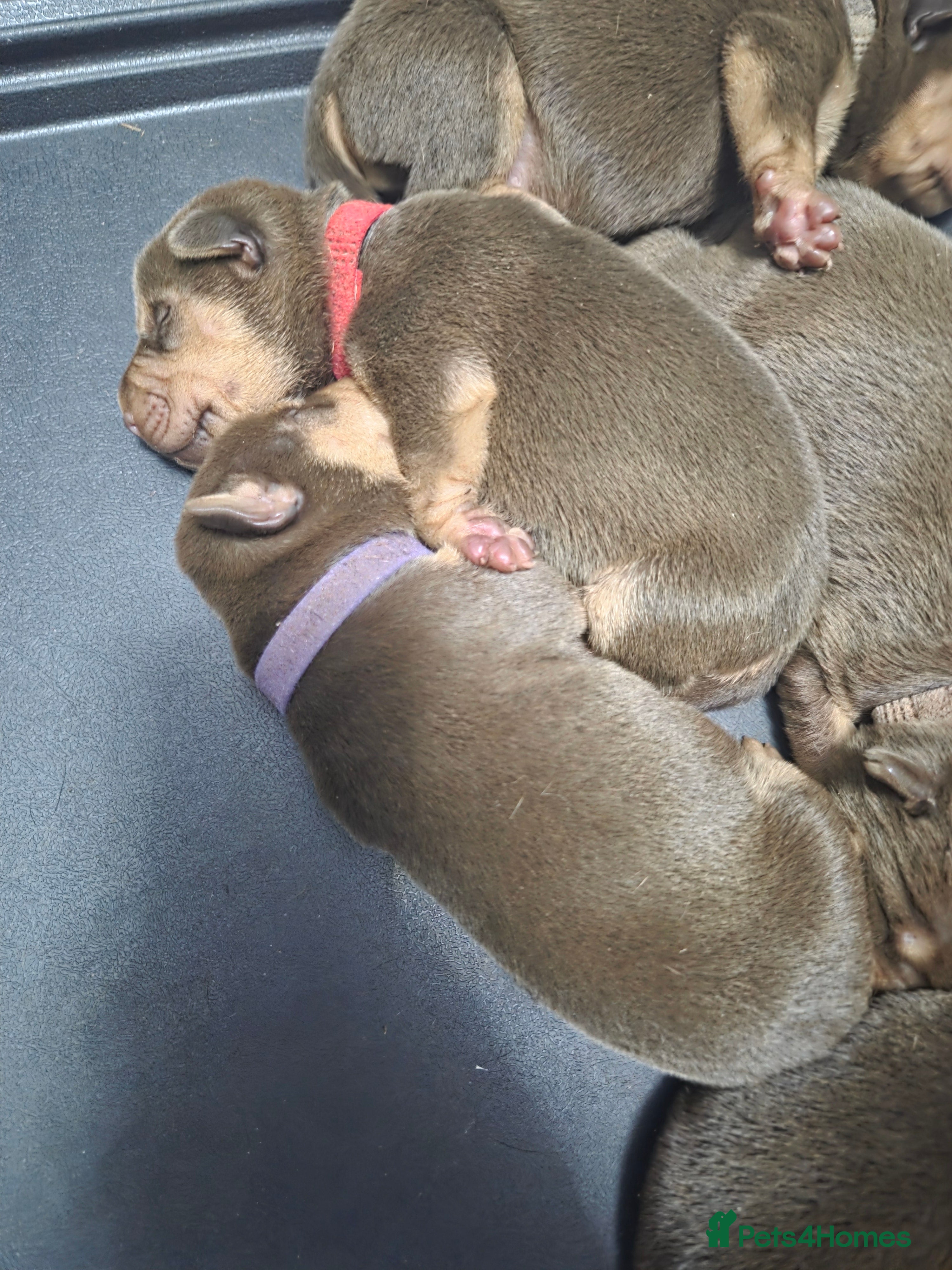 Mixed Breed dogs Doberman x sharpei - Advert 1