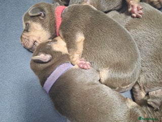 Mixed Breed dogs Doberman x sharpei - Advert 1