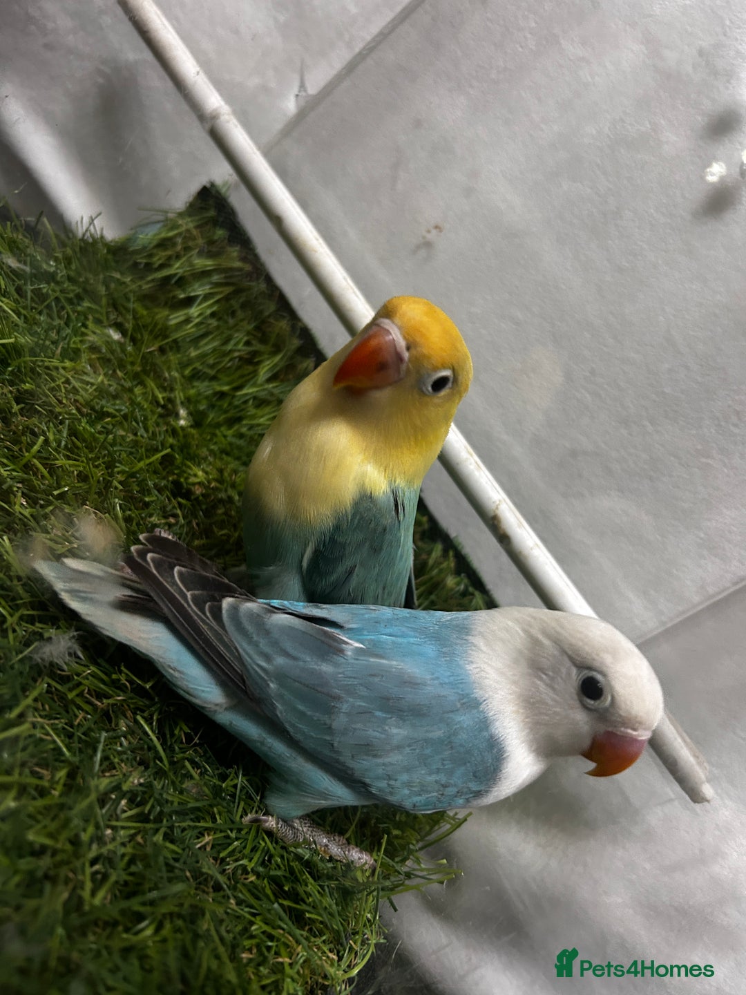 Lovebirds birds for sale: Beautiful mutation fisher opline lovebirds   - Advert 15