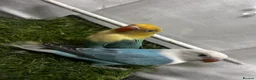 Lovebirds birds for sale: Beautiful mutation fisher opline lovebirds   - Advert 15